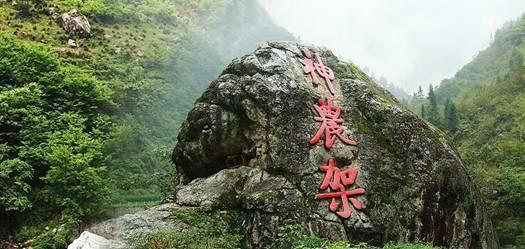 救援小橘猫